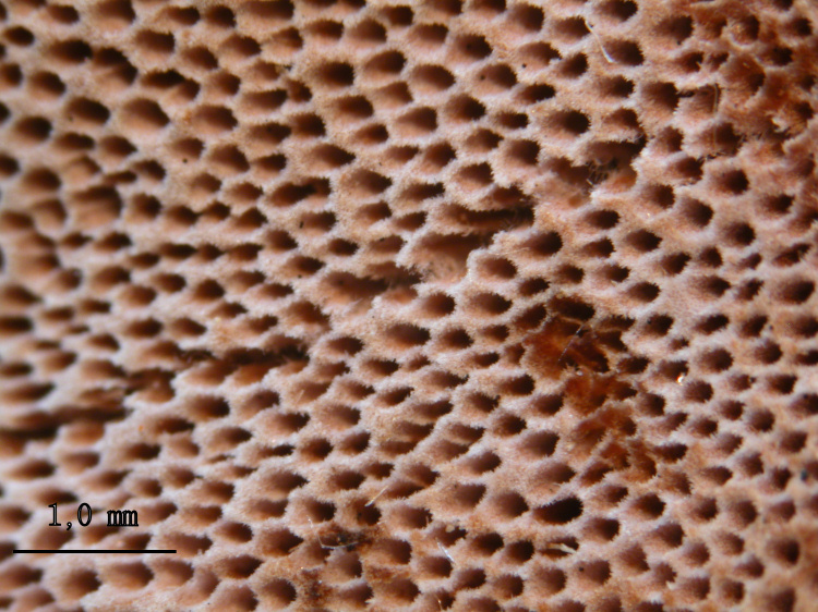 Fomitopsis rosea