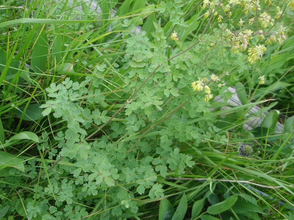 Thalictrum cfr.  minus