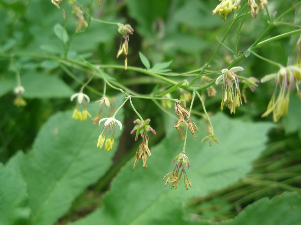 Thalictrum cfr.  minus