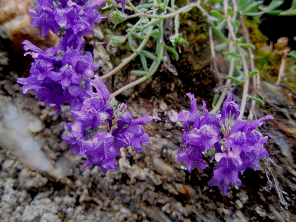 Linaria del canton ticino