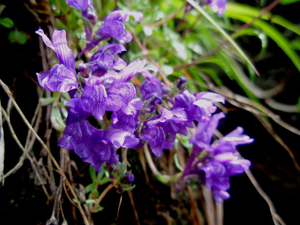 Linaria del canton ticino