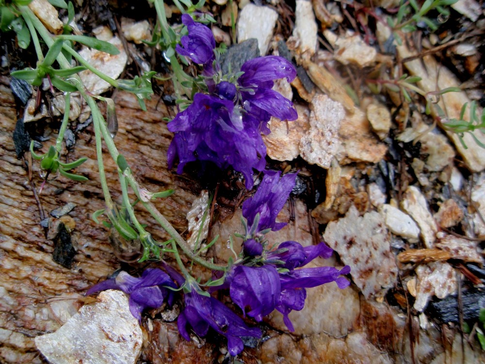 Linaria del canton ticino