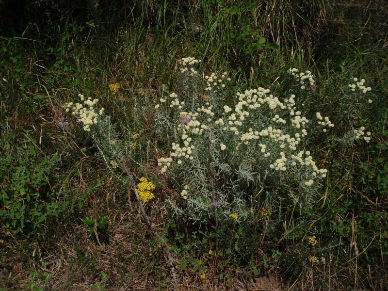 Santolina ligustica / Crespolina ligure