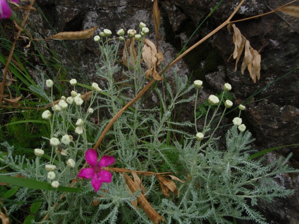 Santolina ligustica / Crespolina ligure