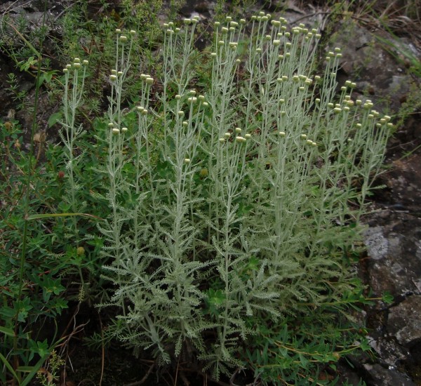 Santolina ligustica / Crespolina ligure