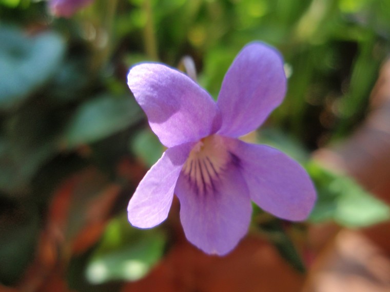 Viola reichenbachiana / Viola silvestre