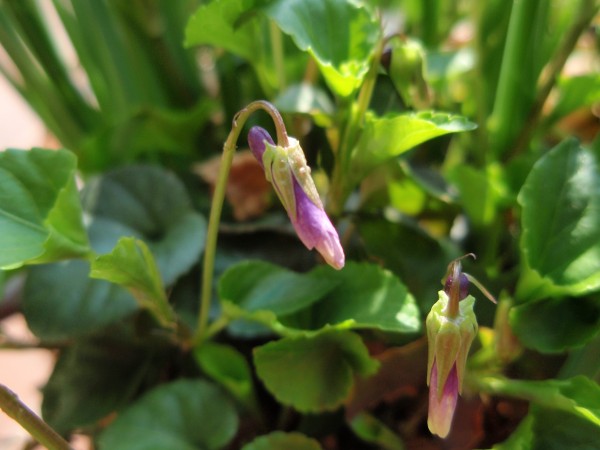 Viola reichenbachiana / Viola silvestre