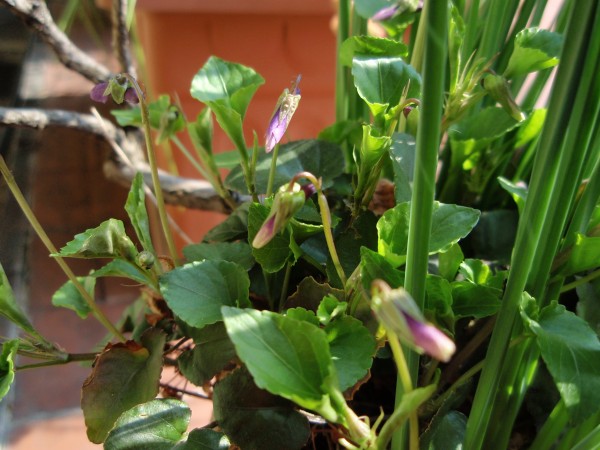 Viola reichenbachiana / Viola silvestre