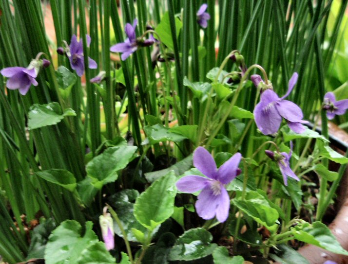 Viola reichenbachiana / Viola silvestre