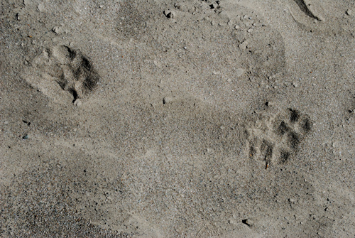 Impronte da identificare dall''Aspromonte