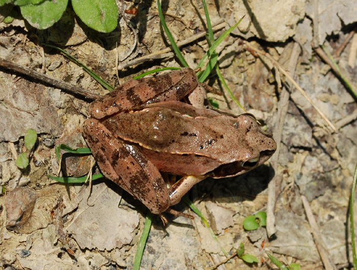 Rana dalmatina