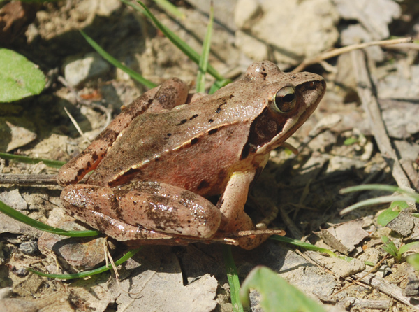 Rana dalmatina