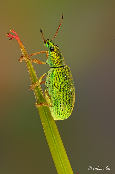 Polydrusus formosus (= P.sericeus) - Curculionidae