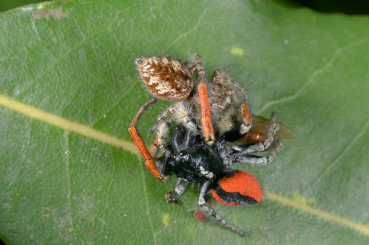 Philaeus chrysops