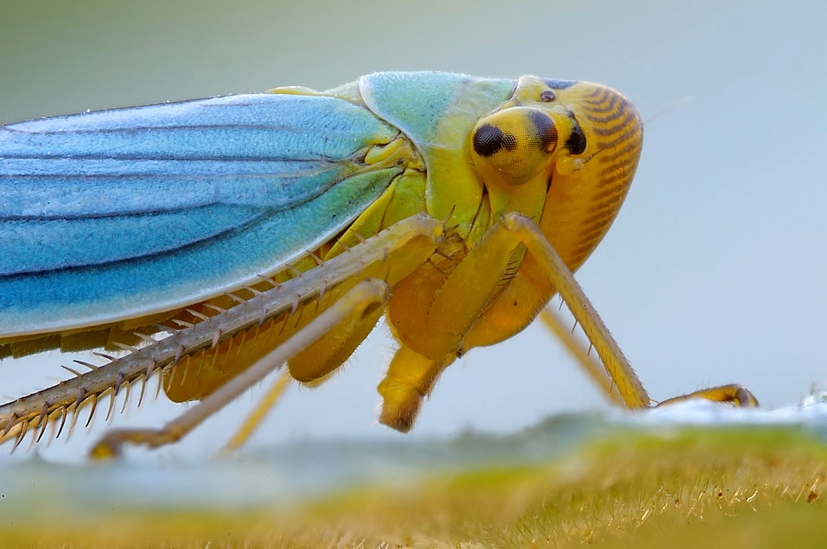 Particolare di cicadella viridis