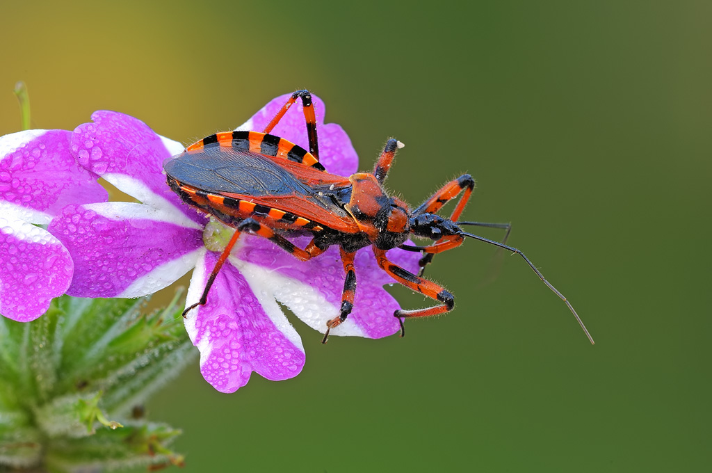 Rhynocoris iracundus