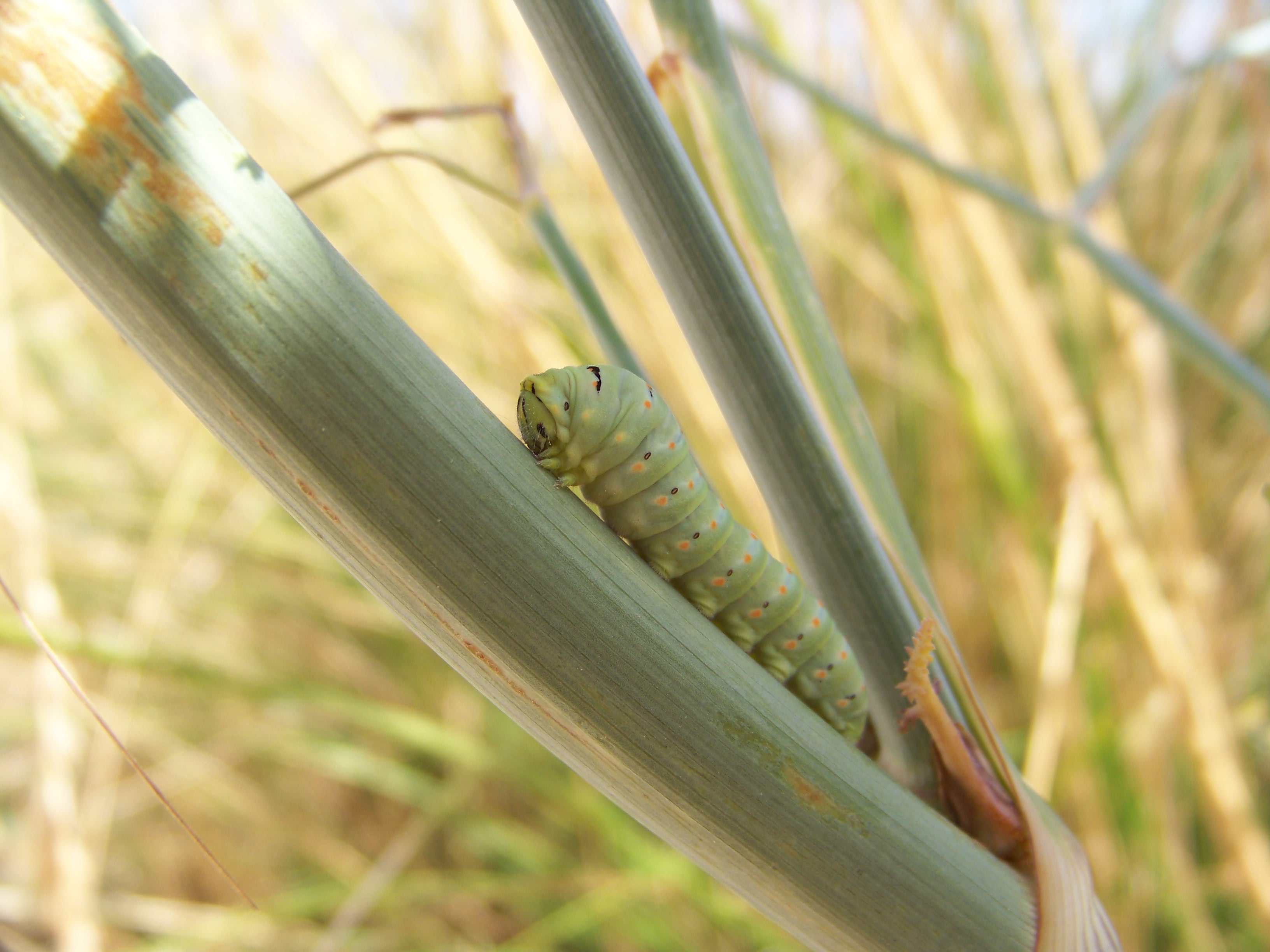 Id bruco : Papilio machaon