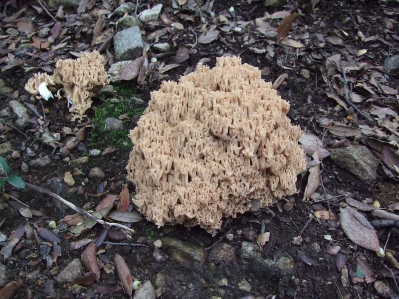 Ramaria