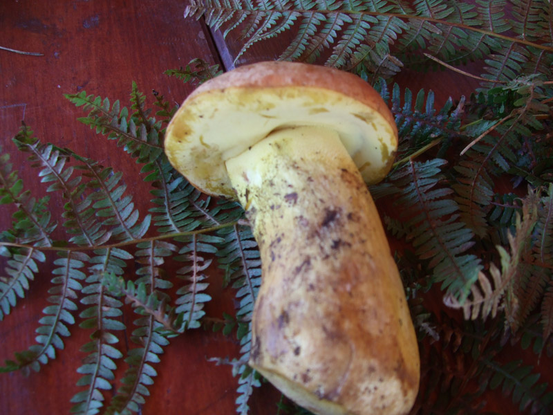 Boletus