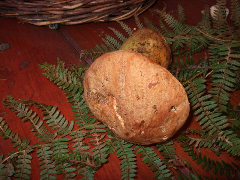 Boletus