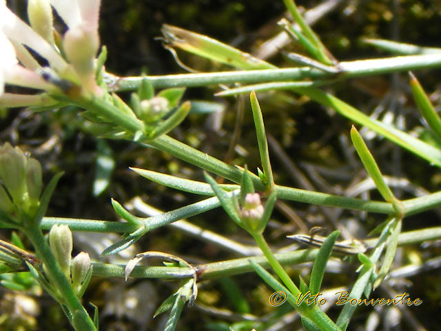 Asperula aristata subsp. scabra / Stellina orofila