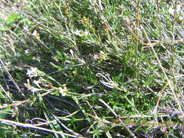 Asperula aristata subsp. scabra / Stellina orofila