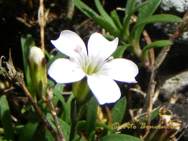 Petrorhagia saxifraga ssp. gasparrini