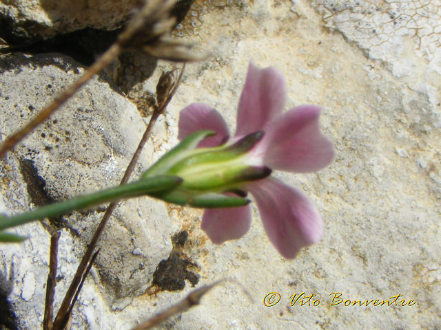 Petrorhagia saxifraga ssp. gasparrini