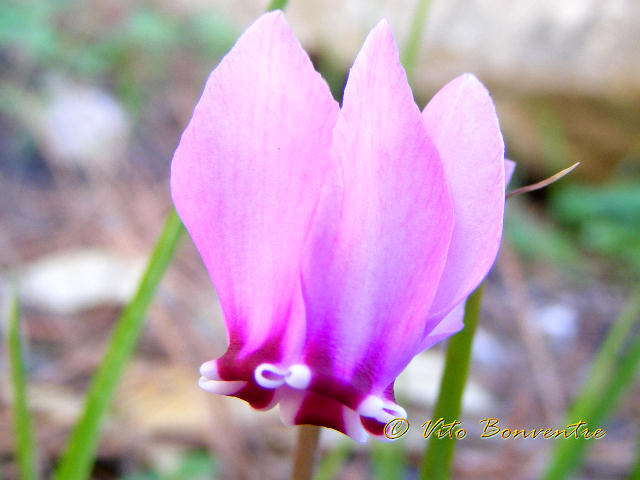 Cyclamen hederifolium