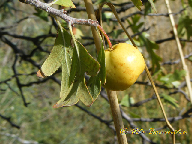 Crataegus azarolus / Azzeruolo