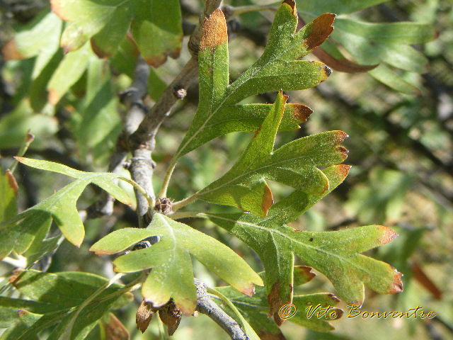 Crataegus azarolus / Azzeruolo