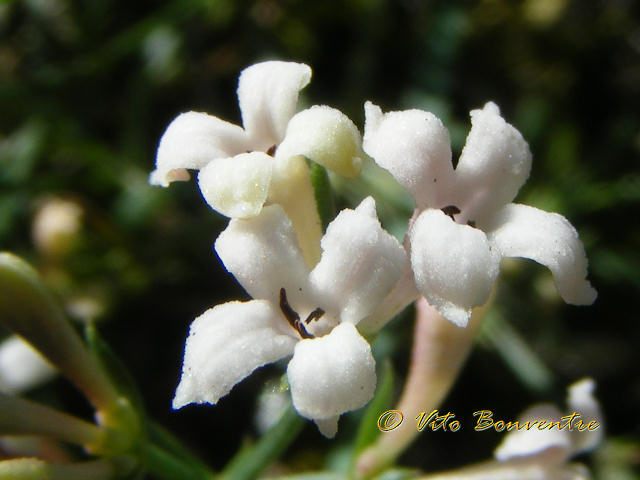 Asperula aristata subsp. scabra / Stellina orofila