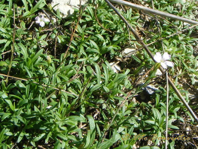 Petrorhagia saxifraga ssp. gasparrini