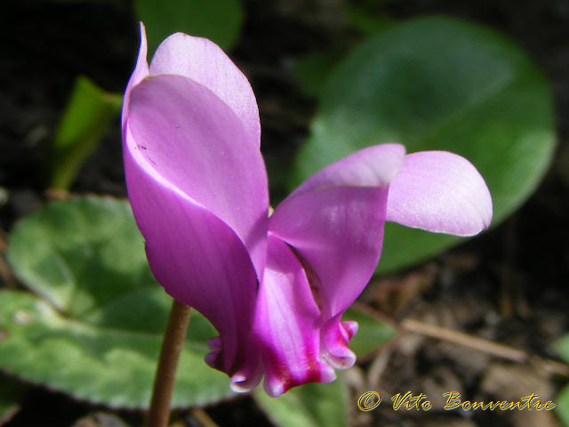 Cyclamen hederifolium