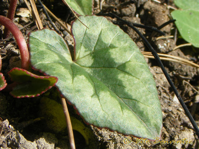 Cyclamen hederifolium