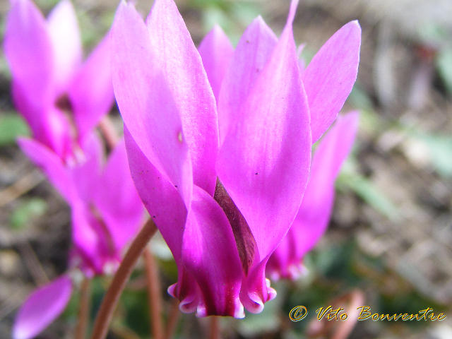 Cyclamen hederifolium