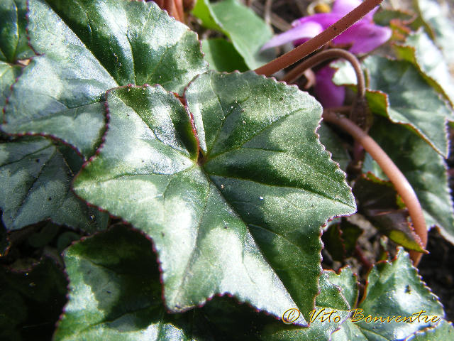 Cyclamen hederifolium