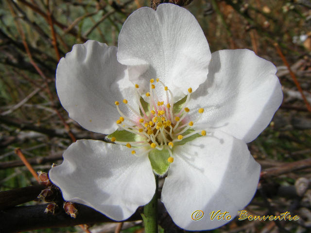 Prunus dulcis, prove tecniche di primavera