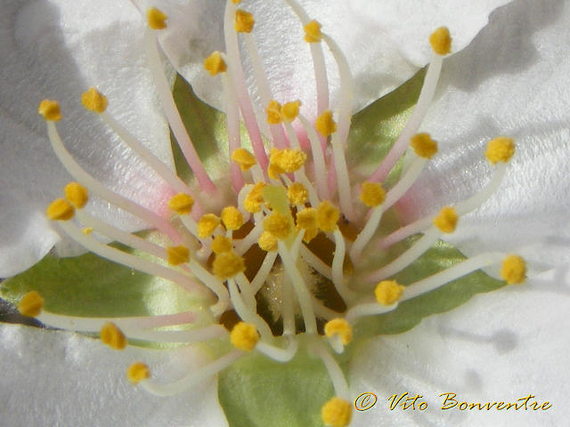 Prunus dulcis, prove tecniche di primavera