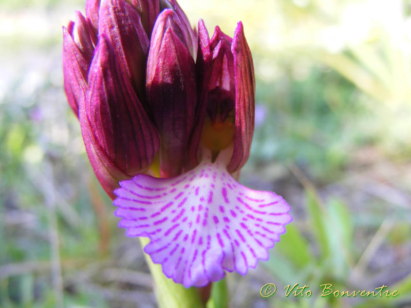 Anacamptis papilionacea (L.)