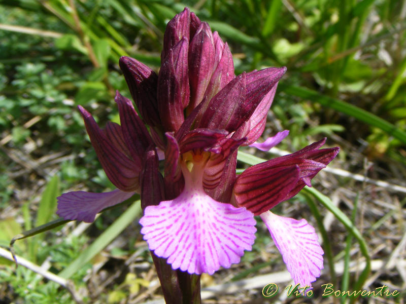 Anacamptis papilionacea (L.)