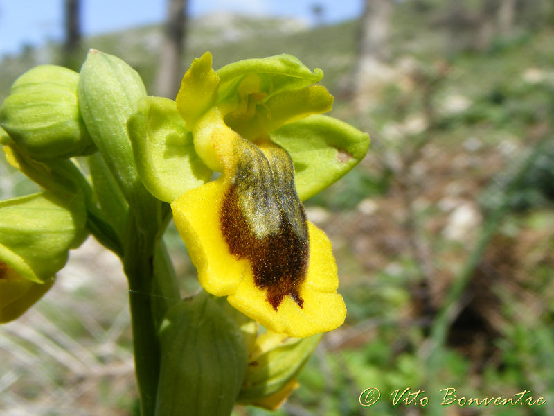 Ophrys lutea