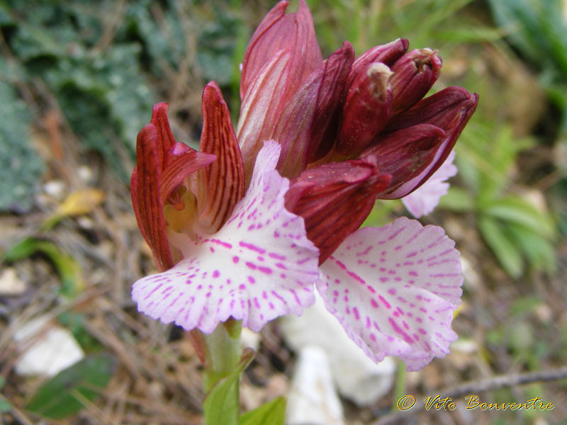 Anacamptis papilionacea (L.)