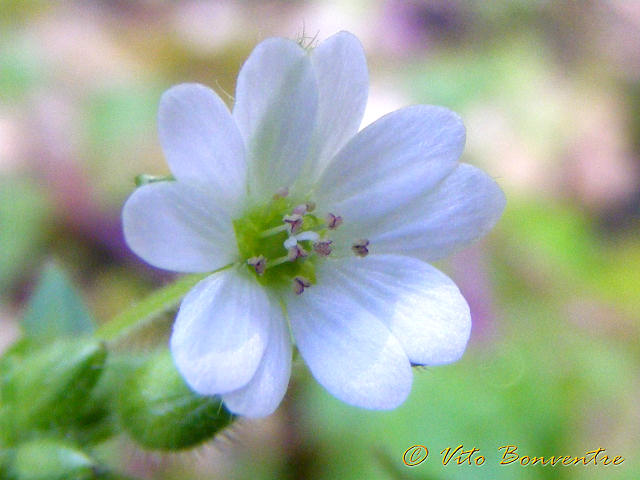 Geranium ? no,  Stellaria sp.