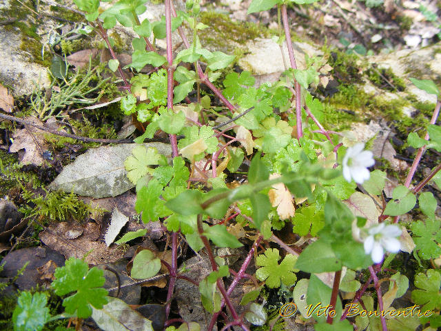 Geranium ? no,  Stellaria sp.