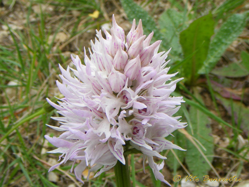 orchis italica apocromatica