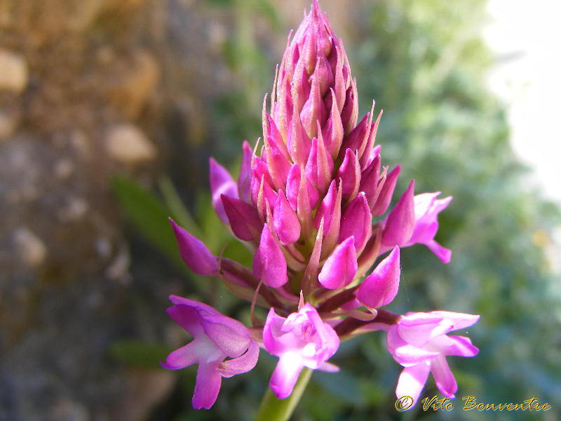 Anacamptis pyramidalis