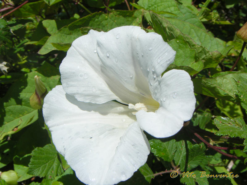 Calystegia sylvatica, lusus