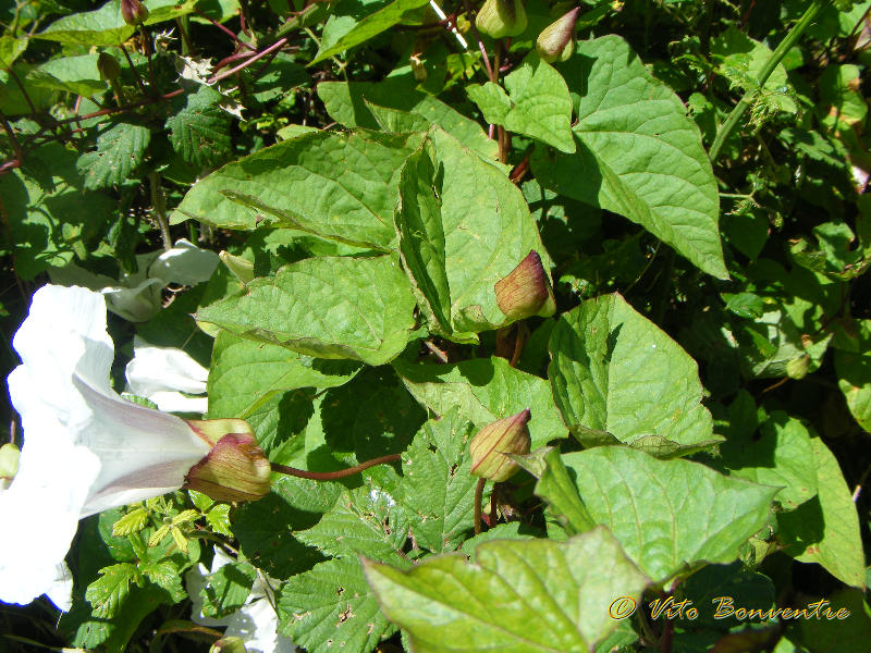 Calystegia sylvatica, lusus