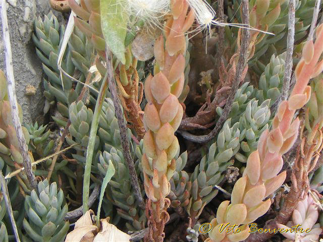 Petrosedum sediforme (=Sedum sediforme) / Borracina di Nizza